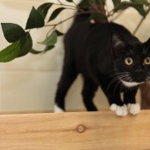 SPCA cat flat with cat